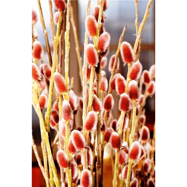 Rózsaszín barkafűz   SALIX GRACILISTYLA MOUNT ASO 30/40 K3