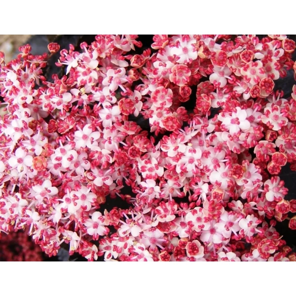 Fekete bodza   SAMBUCUS NIGRA BLACK TOWER 40/50 K3