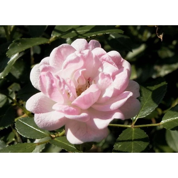 Talajtakaró rózsa ROSA CRISTAL FAIRY 15/+ K3