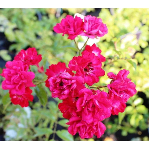 Talajtakaró rózsa ROSA TALAJTAKARÓ FAJTÁK K3