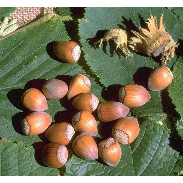 Cosford mogyoró CORYLUS AVELLANA COSFORD 40/60 K3