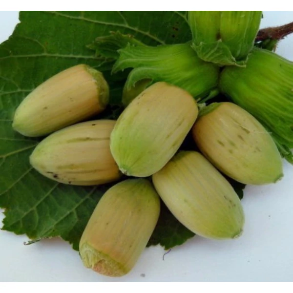 Mogyoró CORYLUS AVELLANA LANG TIDLIG ZELLER 80/100 K6
