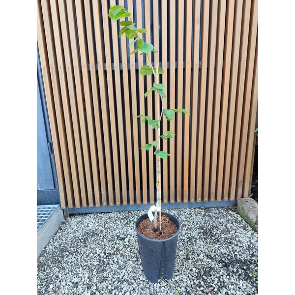 Mogyoró CORYLUS AVELLANA LANG TIDLIG ZELLER 80/100 K6