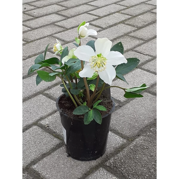 Keleti hunyor HELLEBORUS ORIENTALIS CS12