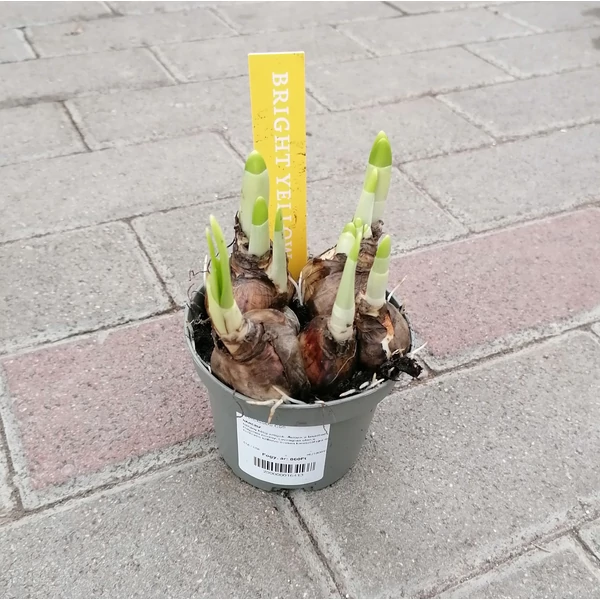 Nárcisz NARCISSUS CS9