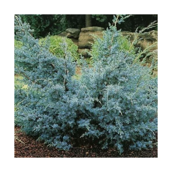 Kék kínai boróka  JUNIPERUS CHINENSIS BLUE ALPS 30/40 K8