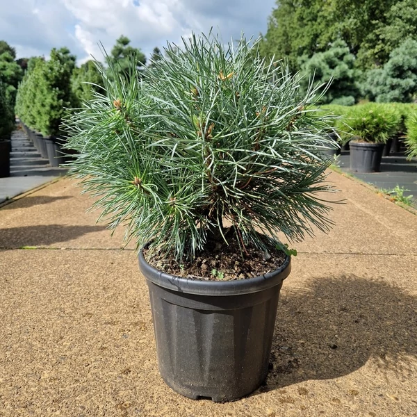 Erdeifenyő PINUS SYLVESTRIS CHANTRY BLUE 30/+ K11