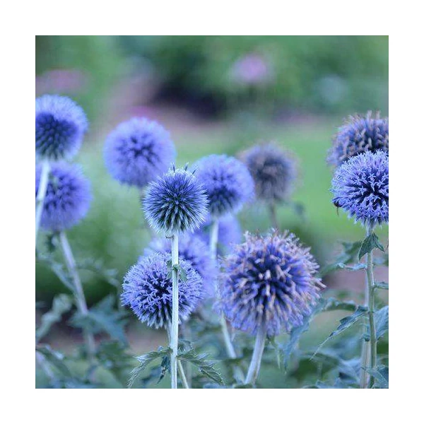 Szamárkenyér ECHINOPS BANNATICUS BLUE GLOBE K1,5