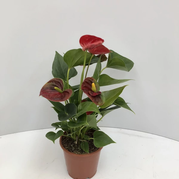 Flamingóvirág ANTHURIUM ANDRAEANUM SUCCESS RED CS9