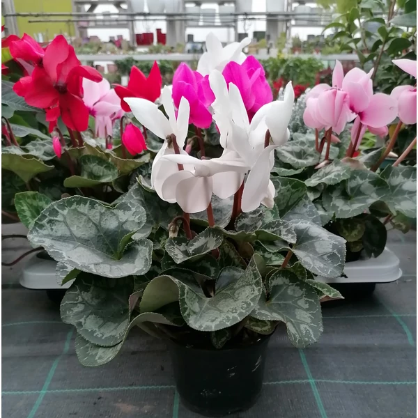 Ciklámen CYCLAMEN