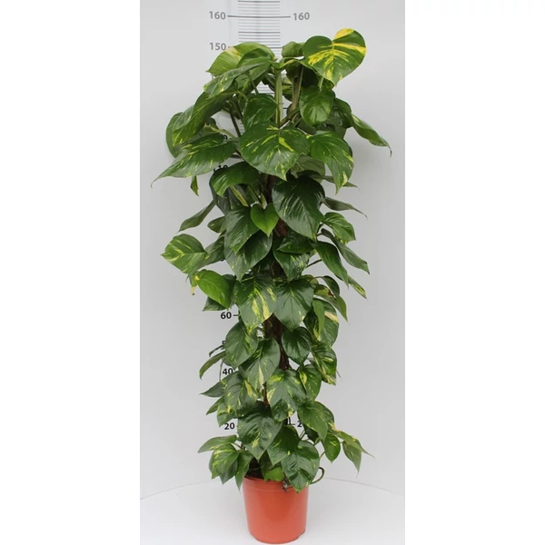 Aranyos szobafutóka EPIPREMNUM HAPPY LEAF CS12