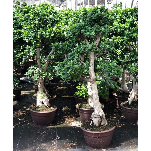 Fikusz bonsai FICUS GINSENG BONSAI 135/150CM K40