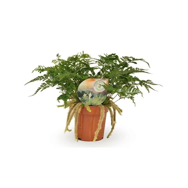 Nyúlláb páfrány HUMATA TYERMANNII CS12