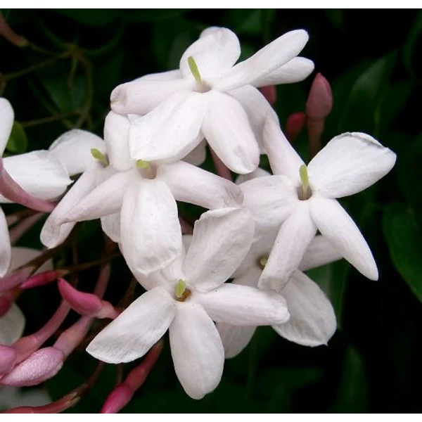 Jázmin   JASMINUM POLYANTHUM CS12