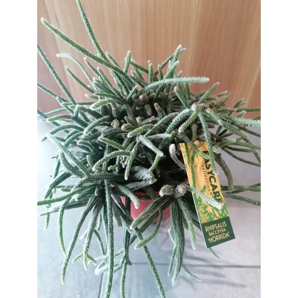 Vesszőkaktusz RHIPSALIS HORRIDA CS12