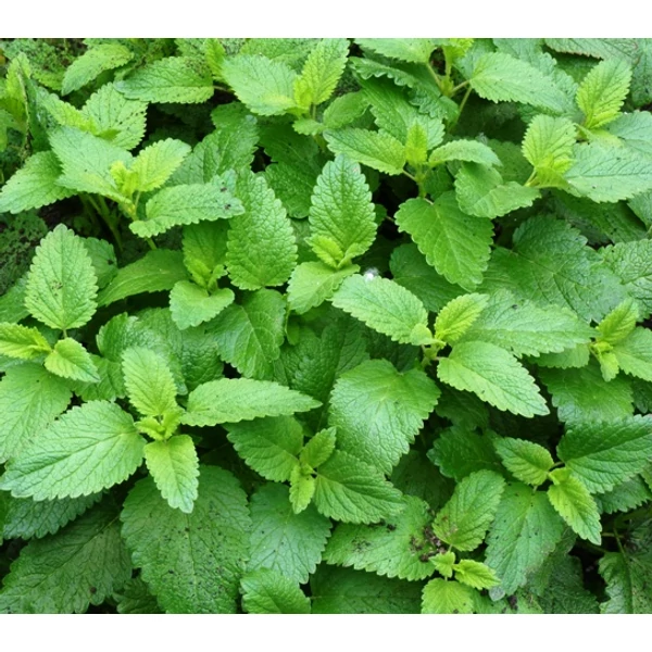 Citromfű MELISSA OFFICINALIS CS12