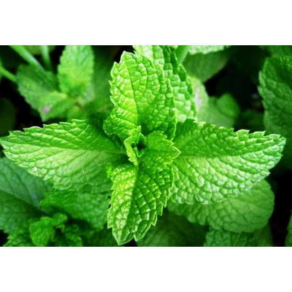 Fodormenta MENTHA SPICATA CS12