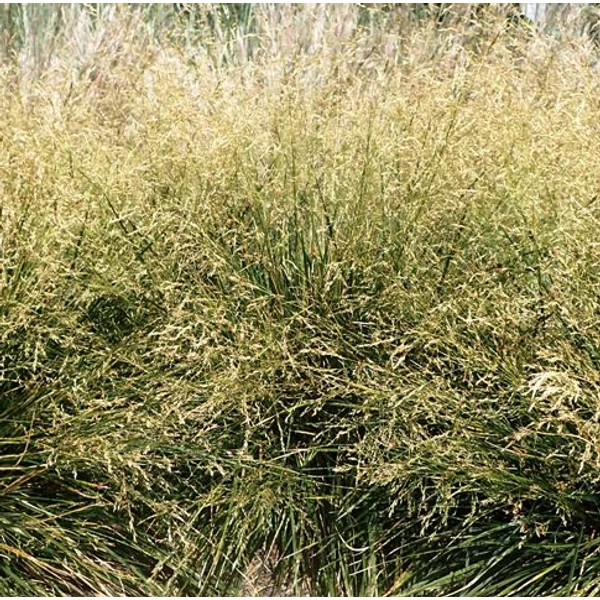 Gyepes sédbúza GOLDTAU K5   