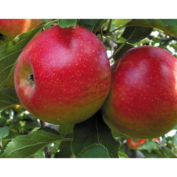 Jonagold alma MALUS DOMESTICA JONAGOLD K10-12
