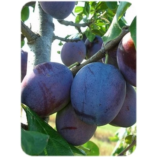 Empress szilva PRUNUS DOMESTICA EMPRESS K10-12