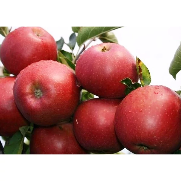 Jonaprince alma Malus domestica