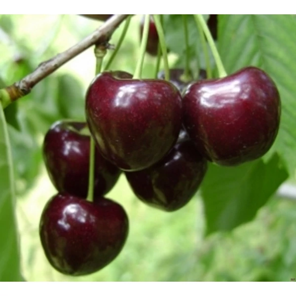 Kordia cseresznye PRUNUS AVIUM KORDIA SZGY
