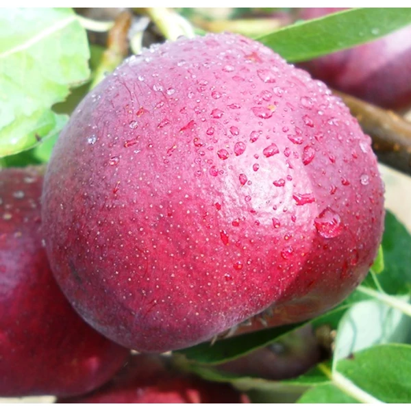 Vérkörte PYRUS COMMUNIS VÉRKÖRTE SZGY