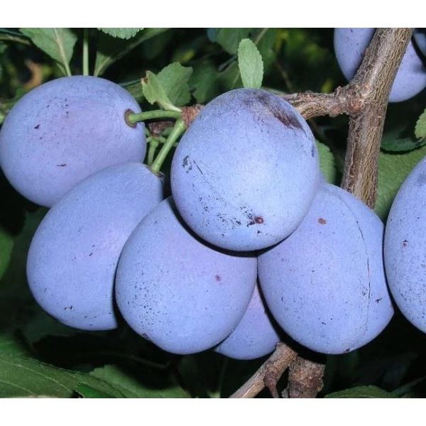 Elena szilva PRUNUS DOMESTICA ELENA SZGY
