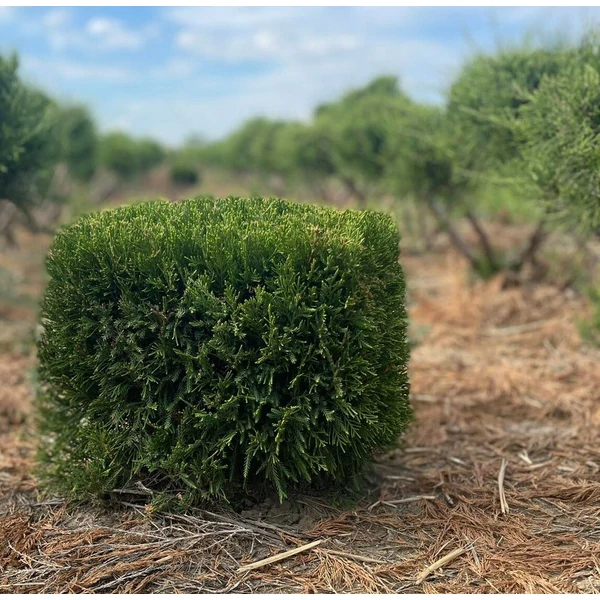 Terülő boróka JUNIPERUS MEDIA MINT JULEP KOCKÁRA NYÍRT 40×40×40*