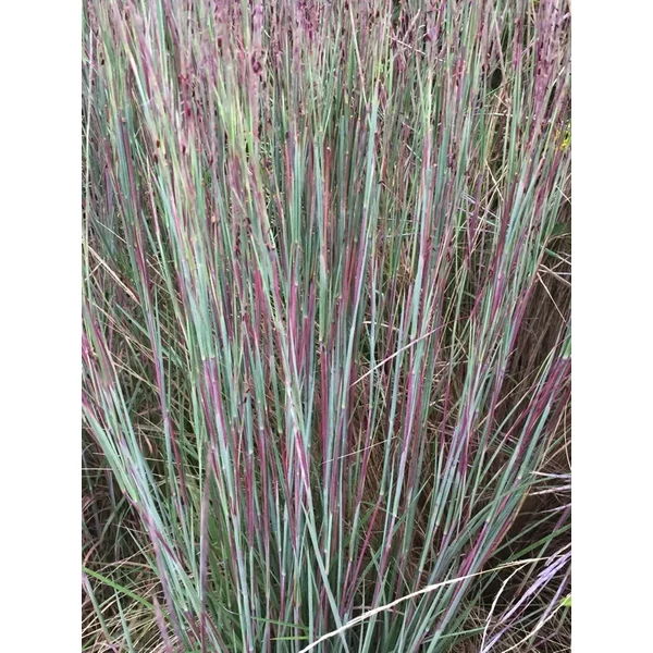 Fenyérfű SCHIZANCHYRUM SCOPPARIUM CS15