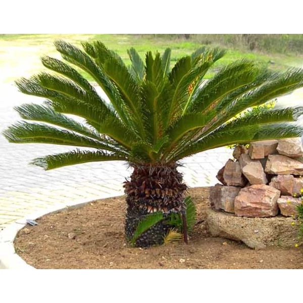 Bambuszpálma RAPHIS EXCELSA K5
