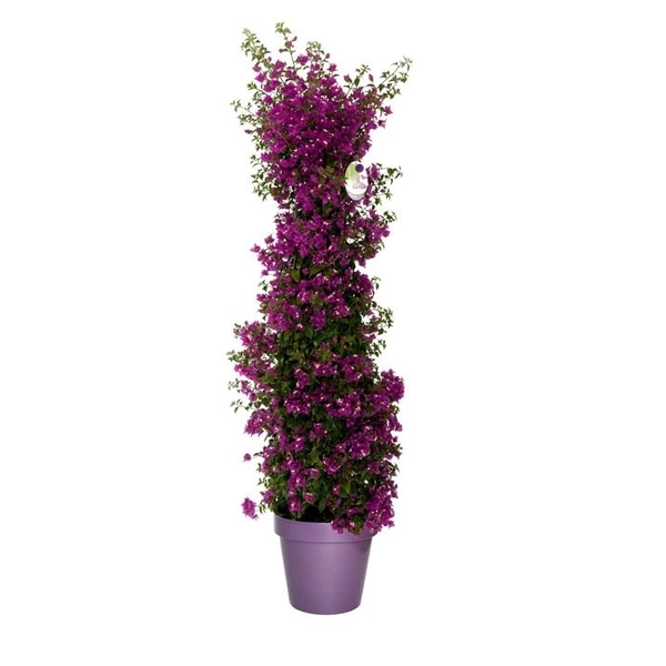 Murvafürt   BOUGAINVILLEA GLABRA SANDERIANA PIRAMIS 120/140 K13