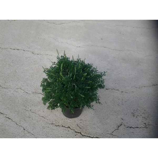 Seprűzanót    CYTISUS RACEMOSUS 20/25 K1,5
