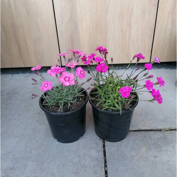 Kerti szegfű DIANTHUS CARYOPHYLLUS K1,5
