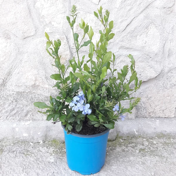 Ólomvirág   PLUMBAGO AURICULATA AZUREUM K3