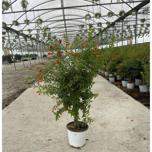 Törpe gránátalma PUNICA GRANATUM NANUM MINI TÖRZSES K3