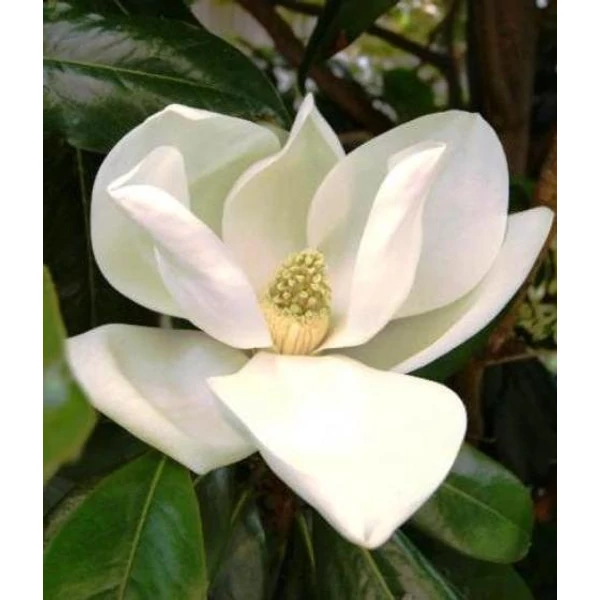 Örökzöld liliomfa   MAGNOLIA GRANDIFLORA GALLISONIENSIS 125/+ K25