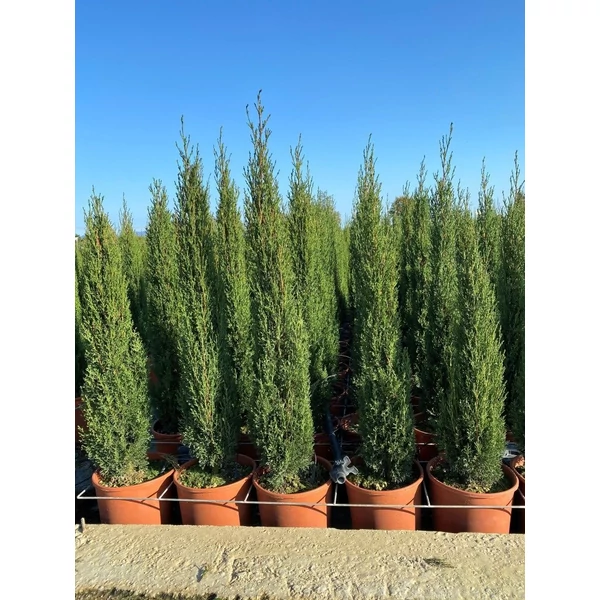 Európai ciprus   CUPRESSUS SEMPERVIRENS TOTEM 100/125 K9