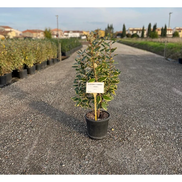 Tarka levelű ezüstfa  ELAEAGNUS EBBINGEI VIVILEG 50/+ K9