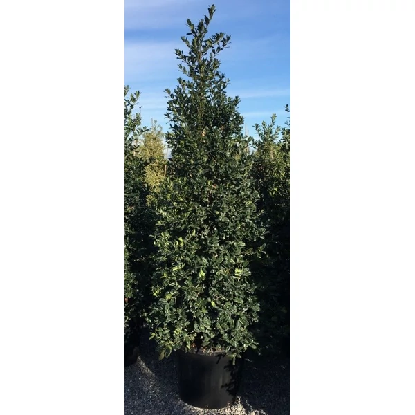Közönséges magyal   ILEX MUTCHAGARA NELLIE R.STEVENS  KÚP 150/175 K110