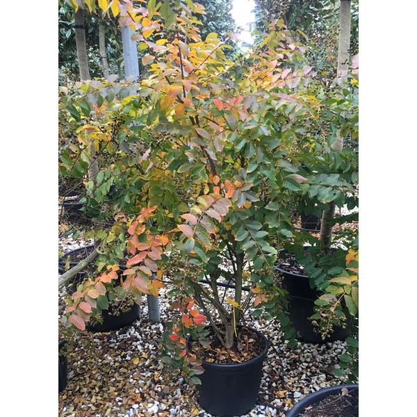 Kínai selyemmirtusz   LAGERSTROEMIA INDICA PINK 150/175 K35