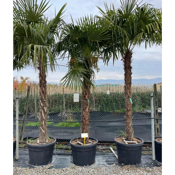 Kínai kenderpálma  CHAMAEROPS EXCELSA T230/250 K150