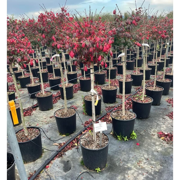Szárnyas kecskerágó   EUONYMUS ALATUS COMPACTUS T1/2 K18
