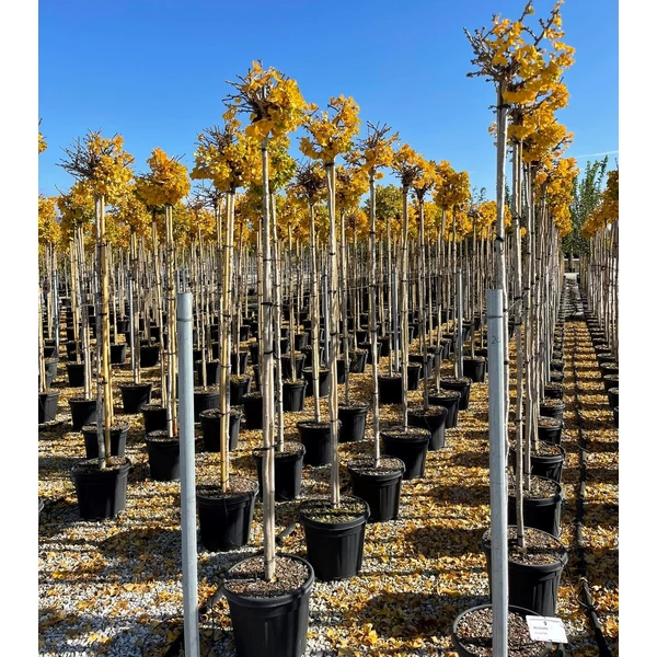 Gömb páfrányfenyő   GINKGO BILOBA MARIKEN T200 10/12 K30