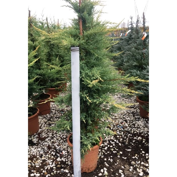 Terülő boróka   JUNIPERUS MEDIA GOLD KISSEN KÚP 100/125 K22