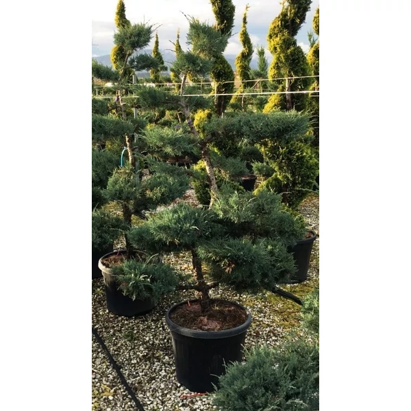 Bonsai boróka   JUNIPERUS MEDIA PFITZERIANA GLAUCA BONSAI 150/175 K55