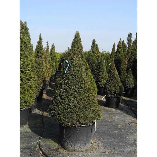 Közönséges tiszafa   TAXUS BACCATA KÚP 160/180 K70