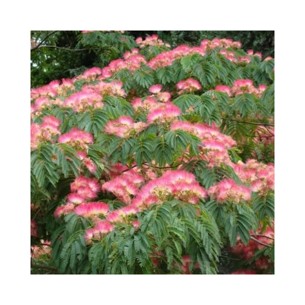 Selyemakác    ALBIZIA JULIBRISSIN OMBRELLA T200 6/8 K18