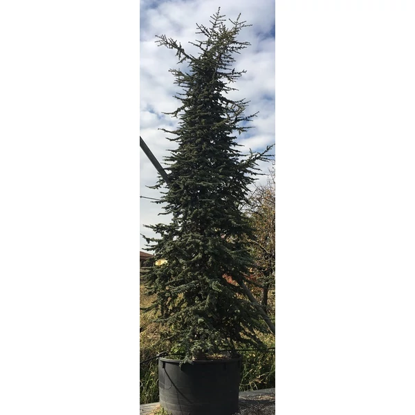 Atlaszcédrus    CEDRUS ATLANTICA HYBRID 400/450 K375