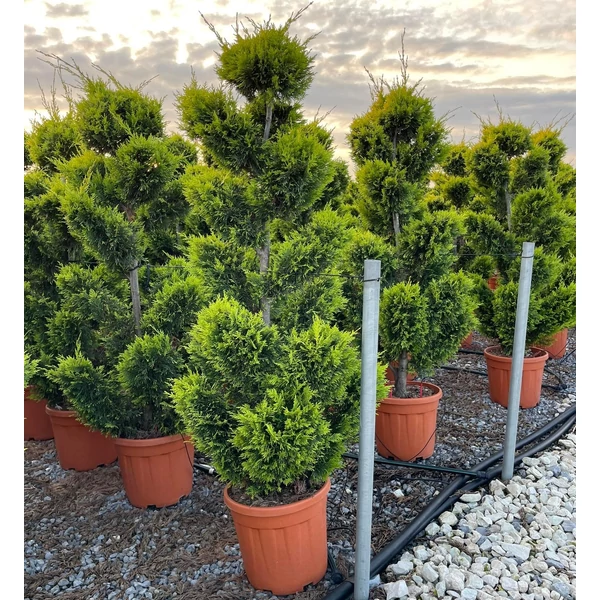 Arany lombú leyland ciprus CUPRESSOCYPARIS LEYLANDII GOLD RIDER BONSAI 120/140 K20
